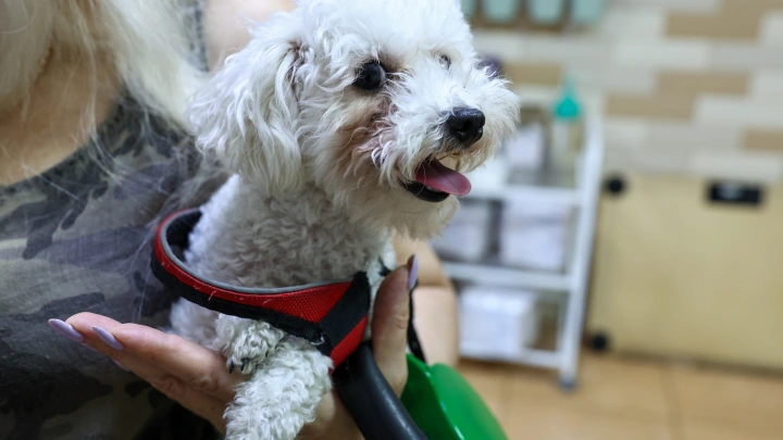 В Ленинградской области выездные ветлаборатории за день зарегистрировали 130 собак