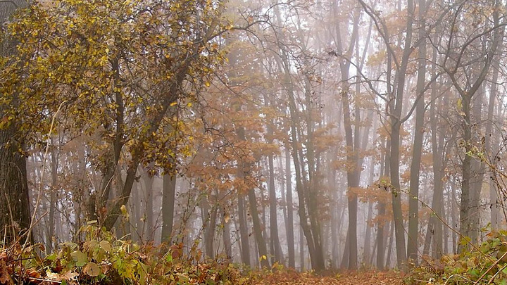 Сезон охоты в Краснодарском крае будет открыт с ограничениями