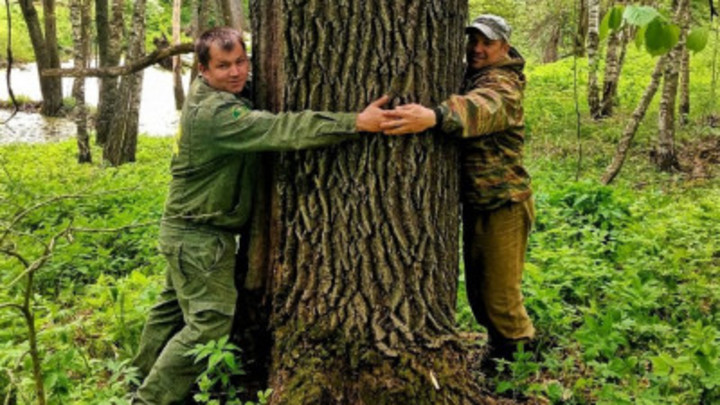 В Ступинском лесу нашли вековой дуб