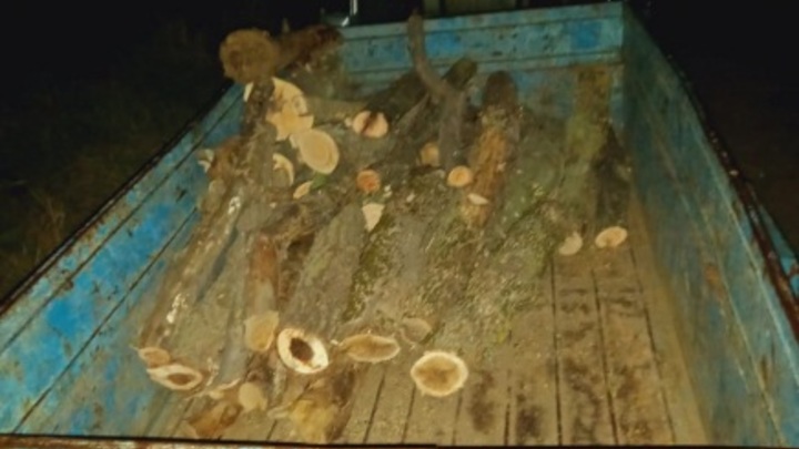 В Ростовской области за незаконную рубку деревьев два мужчины могут угодить в тюрьму