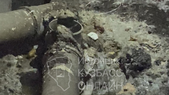 Жители Кемерова пожаловались на засилье крыс и насекомых в подъезде