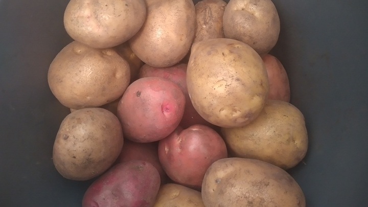 На рынках Ростовской области стали падать цены на картофель