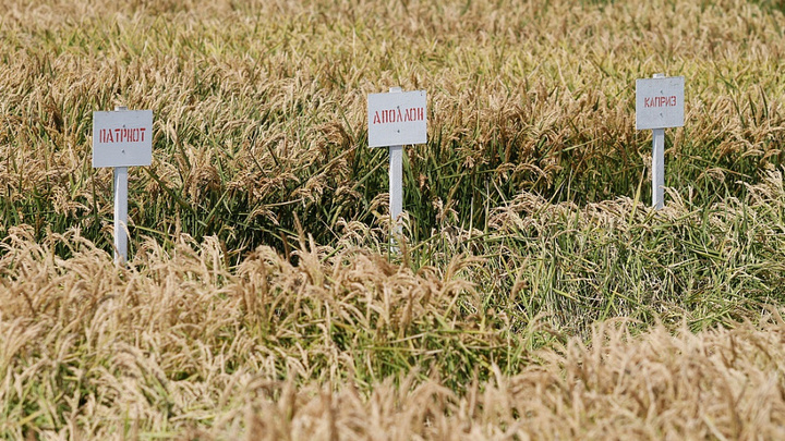 В Краснодарском крае стартовала уборка риса