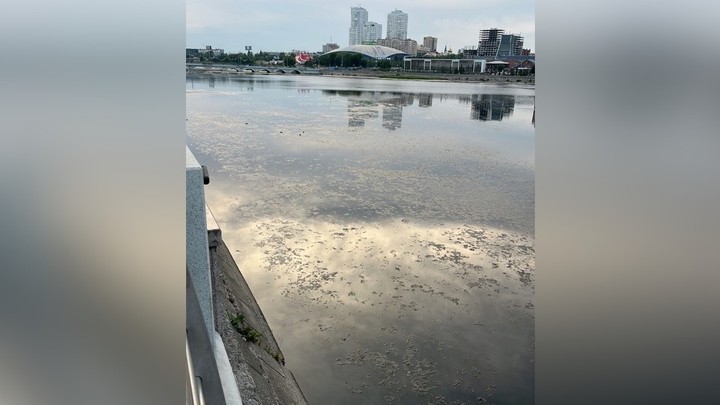 Затянуло бурой тиной: челябинцы просят почистить водную гладь реки в центре