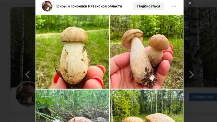 Леса Рязанской области накрыло волной белых грибов