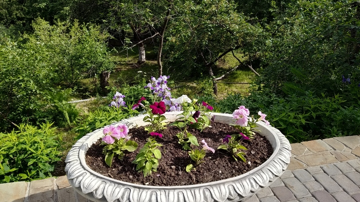 Во Владимире уже начали готовить рассаду для городских цветников