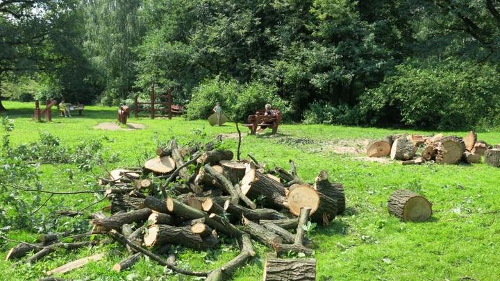 Под Новороссийском вырубили 30 крымских краснокнижных сосен