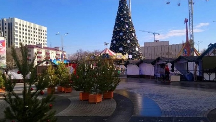 На Кубань привезут хвойные деревья со всех уголков страны