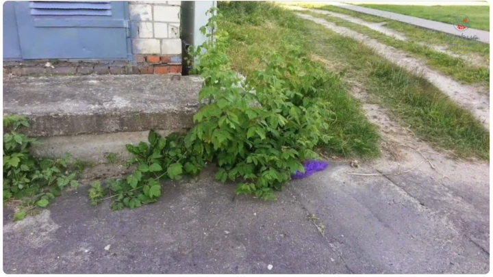 Вытесняет абсолютно всё: Брата борщевика призвали срочно вырубить по всей России. Но есть нюанс