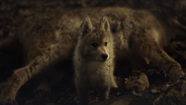 В онлайн-кинотеатре START премьера - любителям книг Джека Лондона особенно понравится