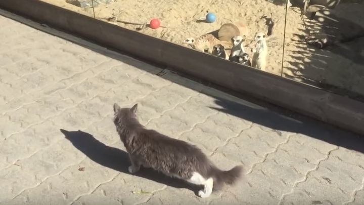 В Челябинском зоопарке сурикаты увидели кота (видео)