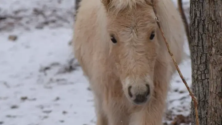 Русские очень изобретательны. Журналисты из США поразились использованием лошадей и ослов в зоне СВО