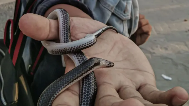 Трагическая случайность или убийство? Муж натравил ядовитую змею на жену и скрывался 3 года