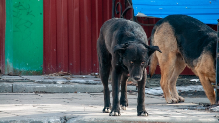 Зоозащитницы затравили семью растерзанного собаками мальчика, но вмешался Бастрыкин. Попытка подчистить следы провалилась