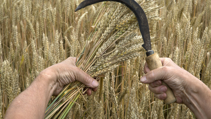 Балицкий рассказал о ситуации в аграрном секторе Запорожской области