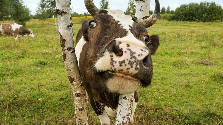 Турист записал на видео расстрел коров на Алтае: Прокуратура начала проверку