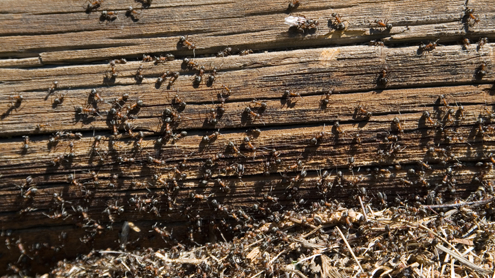 Променяли крылья на силу: Учёные раскрыли секрет выносливости муравьёв