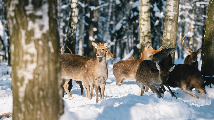 В Москве впервые провели комплексное исследование территории Национального парка Лосиный остров