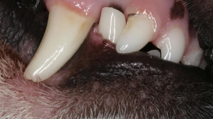 Главе СК РФ доложат о нападении стаи собак на учащуюся лицея №64 в Краснодаре