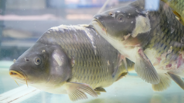 Росприроднадзор назвал возможную причину массовой гибели рыбы в Бердском заливе