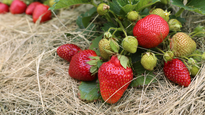 Ученые выяснили: свежая клубника защищает от отложений жира, вызывающих инсульт