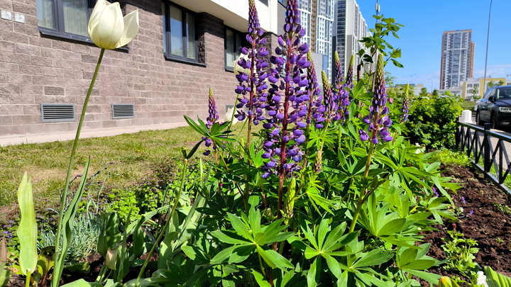 Лунный посевной календарь на 4 июля 2023: что сажать сегодня, советы садоводам и огородникам