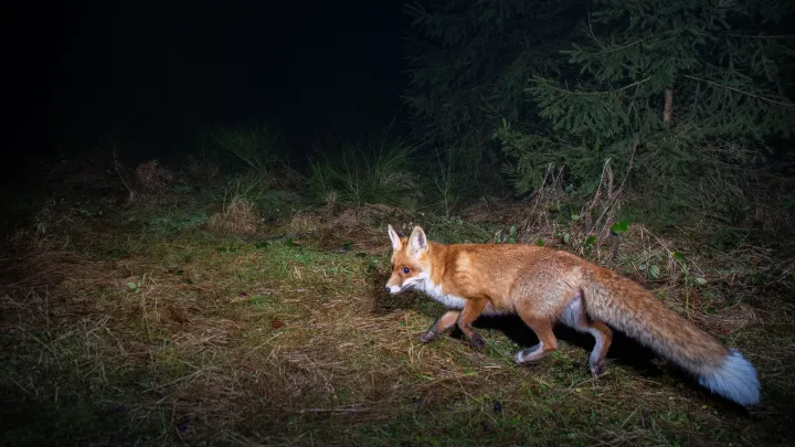 Животное, исчезнувшее 200 лет назад, впервые сняли на камеру в США