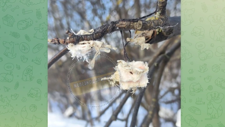 В Балашихе неизвестные крадут сало из кормушек для синиц