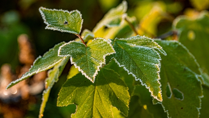 В выходные в Кузбассе сохранятся заморозки до -5 градусов