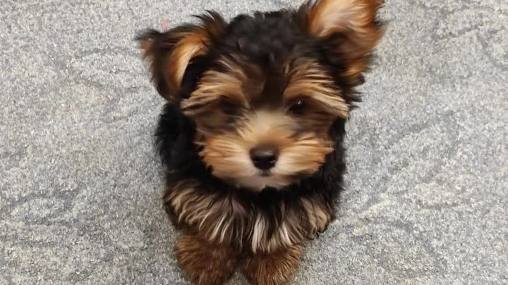 Протоиерей Ильяшенко раскрыл, почему нельзя ставить крест на могиле питомца