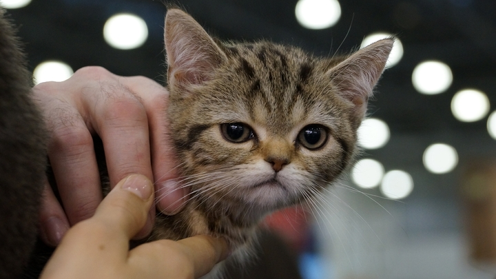 На Кубани осудили живодёра, который в присутствии своих детей убил котенка
