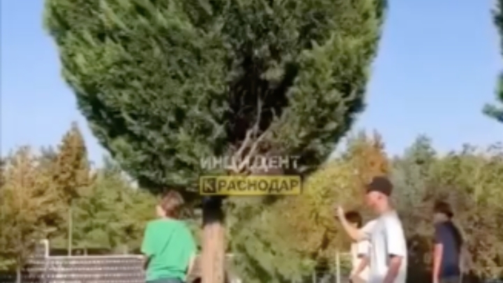 Полиция разыскивает вандалов, поломавших дерево в парке Краснодар