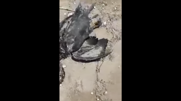 В Ейском районе зафиксирована массовая гибель птиц и рыб