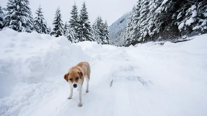 Верните Беляша!: Чебаркульцы взбунтовались из-за отлова бездомного пса