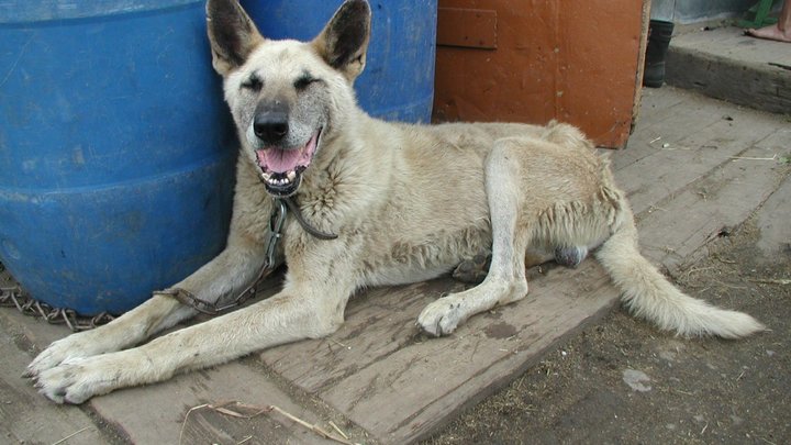 В Серове цепная собака покусала пятилетнюю девочку