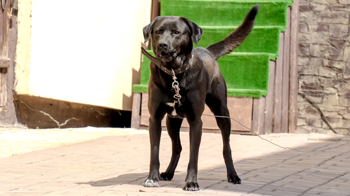 В Свердловской области владелец собаки заплатит 50 тысяч рублей покусанной псом девочке