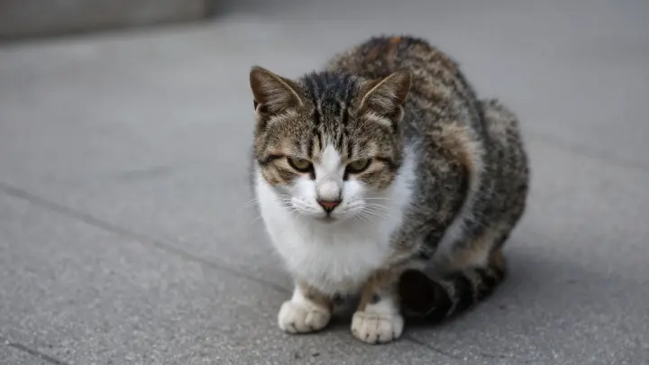Неизвестные устроили массовую расправу над кошками в московском Перово