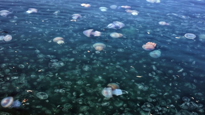 Русские медузы сорвали сезон в Запорожье. Москве хотят выставить счет