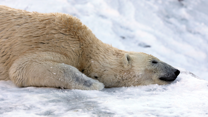 В Новосибирске белых медведей намерены передать в другой зоопарк