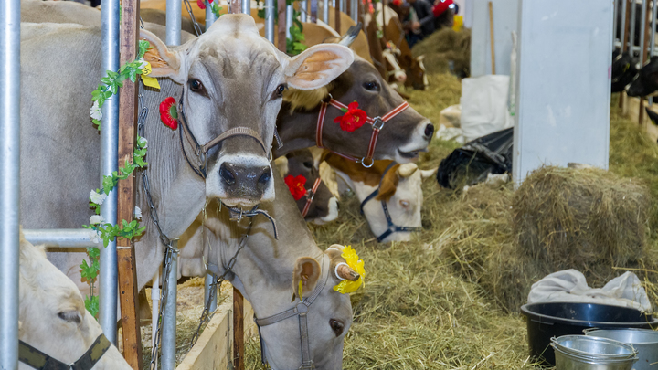 Запорожская область примет участие в агропромышленной выставке