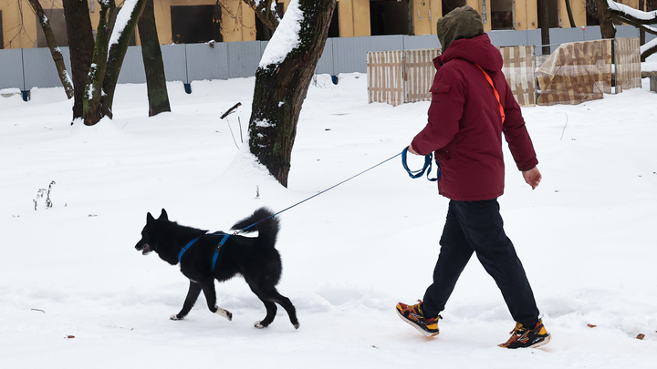 Собаки или кошки? Стало известно, кого предпочитают жители России