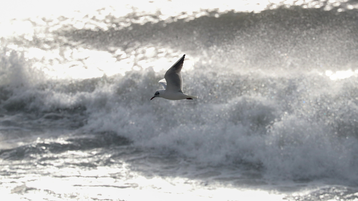 Девушка впервые приехала на море в Сочи, а потом её родным пришлось делать сложный выбор: Зачем это всё?!