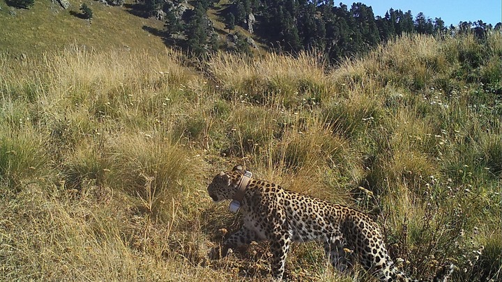 Пропавший в Кавказском заповеднике леопард попал в объективы камер