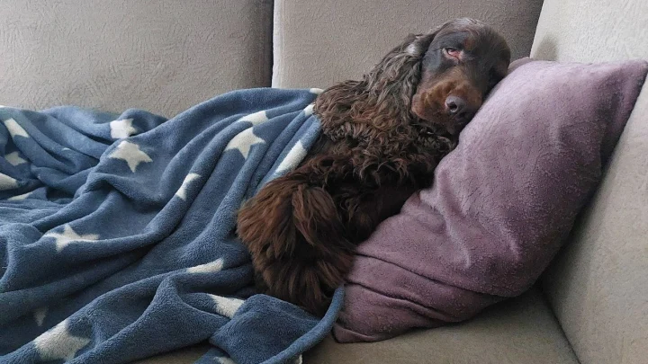 Прошло исследование: короткий дневной сон перезагружает мозг