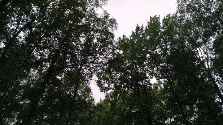 Огромные металлические сферы неизвестного происхождения нашли в лесу Сочи