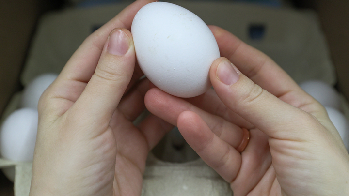 В Самаре упали цены на яйца