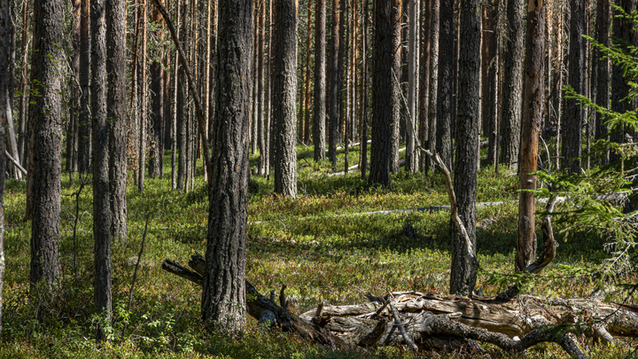 На сохранение леса Краснодарскому краю в этом угоду направили более 34 млн рублей
