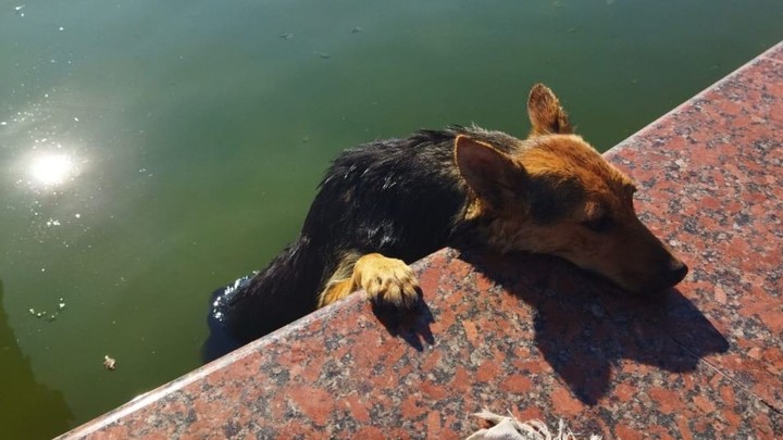 В Новороссийске спасатели вытащили упавшую в фонтан собаку