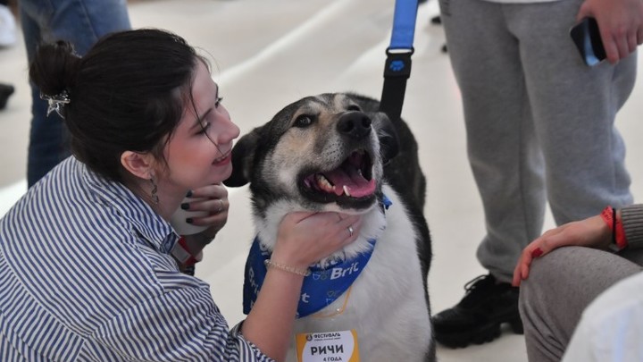 Новые штрафы для собаководов: Сколько заплатит хозяин за выгул пса без ошейника?