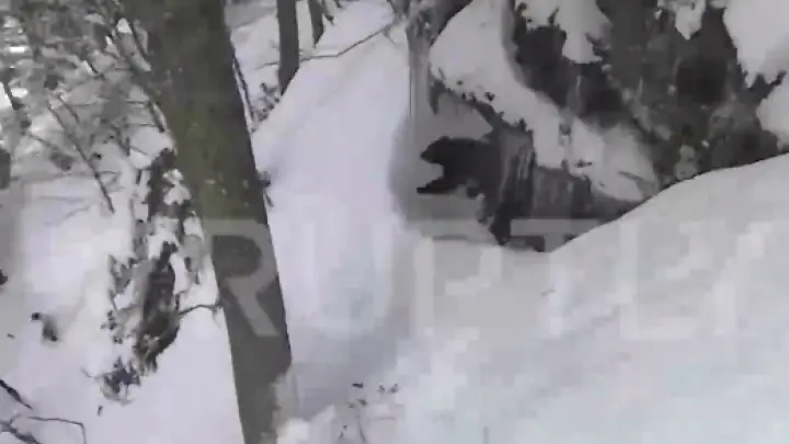 Фрирайд со смертельным риском: туристы наткнулись на берлогу с медведями на склоне